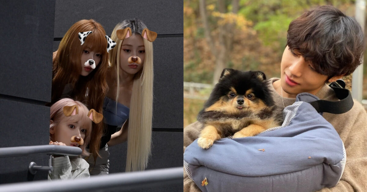 LE SSERAFIM’s Recent Video Allegedly Uses BTS V’s Dog For Content缩略图